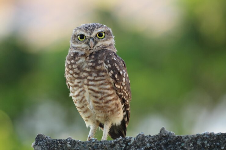 あなたを見つめているかわいいフクロウ