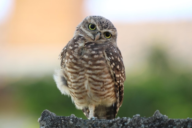 Photo cute owl staring at you