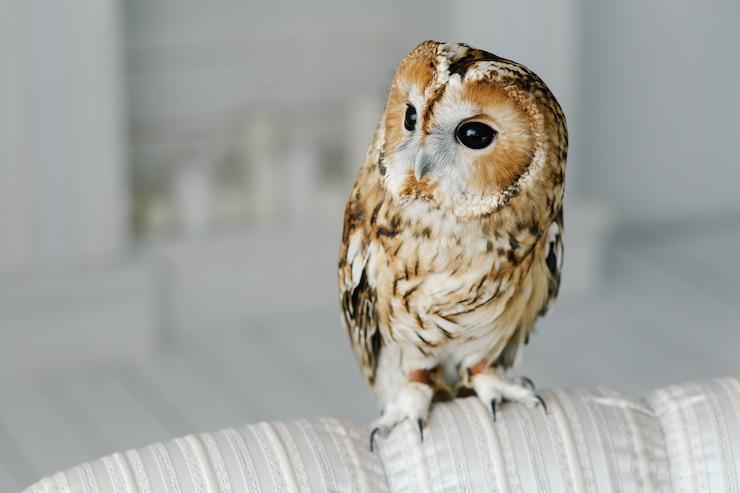 Photo 소파에 앉아 귀여운 owlet