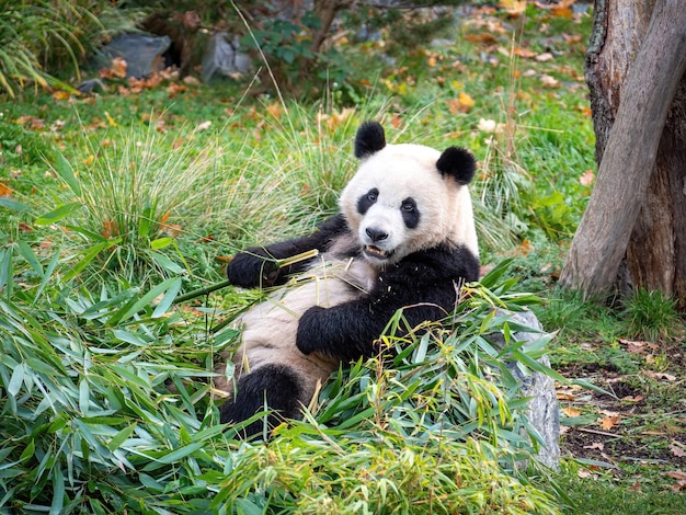 Photo cute panda eating bambus