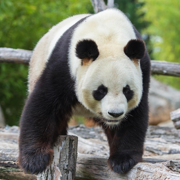 Cute panda images for wallpaper