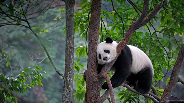 Foto il panda carino si trova su un albero nella foresta