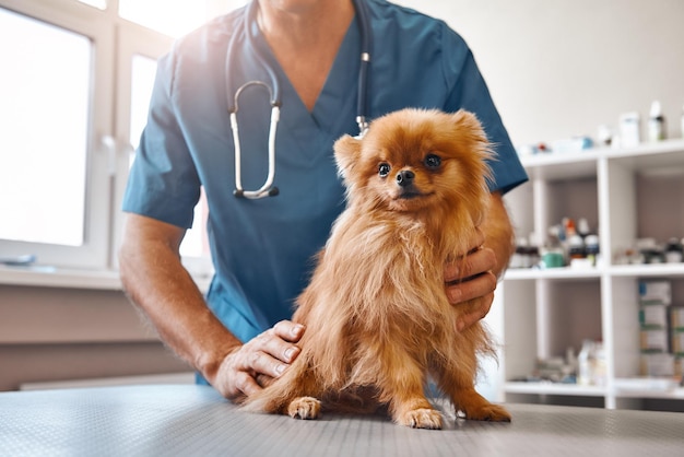 Cute patient male vet in work uniform holding little beautiful dog which is sitting on