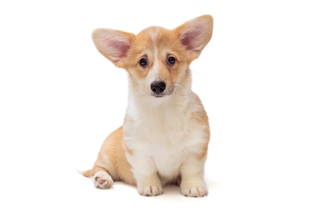 Cute Pembroke Corgi Puppy