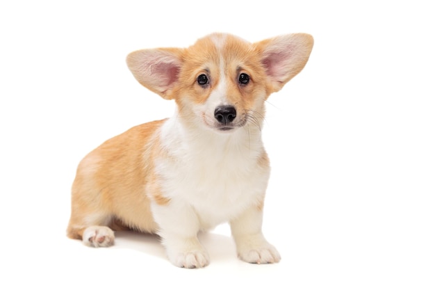 귀여운 Pembroke Corgi 강아지
