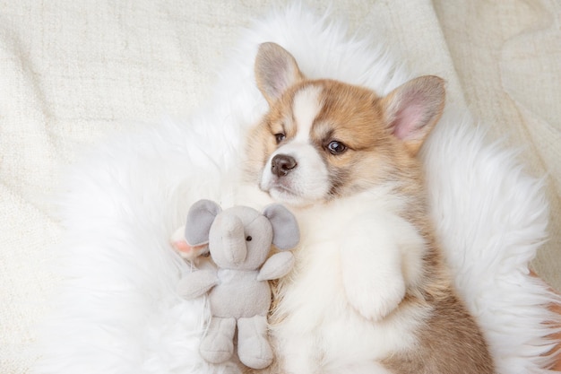 Cute Pembroke Welsh Corgi puppy lying on a fur blanket on its back sleeping with a toy