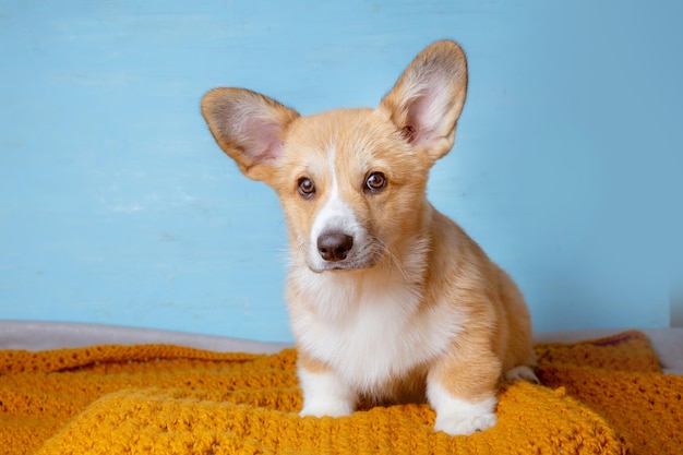 青い背景の上に座っているかわいいペンブロークウェルシュコーギー子犬