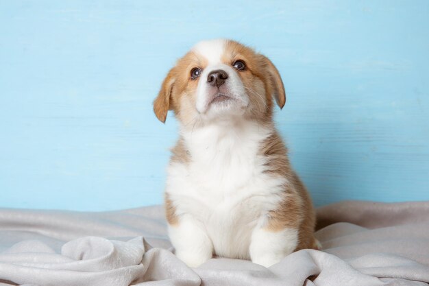 Cute pembroke Welsh corgi puppy sitting on a blue background