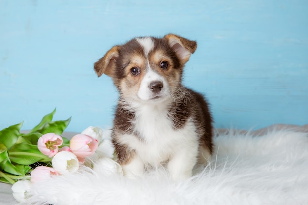 Cute Pembroke Welsh corgi puppy with spring flowers on a blue background