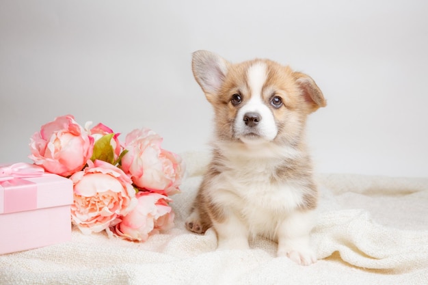 Cute Pembroke Welsh corgi puppy with spring flowers on white background