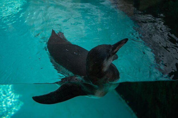 cute penguin swims in the pool with blue water