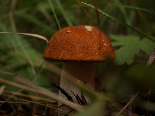 Cute penny bun mushroom is growing in the grass The beautiful small brown cap