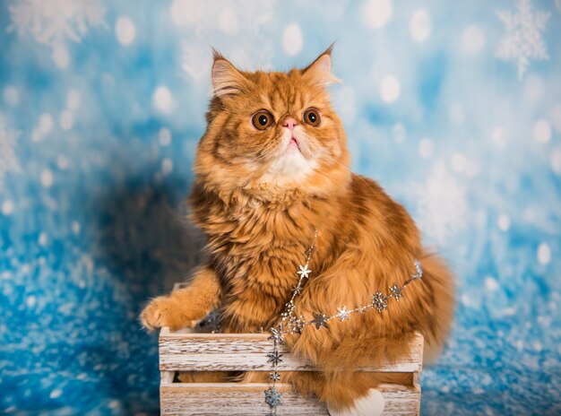 Simpatico gatto persiano su sfondo blu di natale con la neve