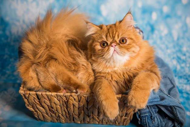 Simpatico gatto persiano su un cesto di natale blu