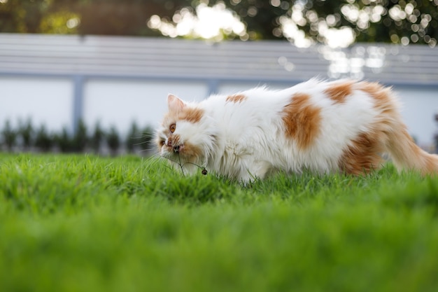 The cute Persian cat is eating herbal grass on a green grass field