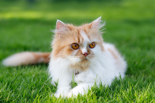 かわいいペルシャ猫は緑の芝生のフィールドに座っています