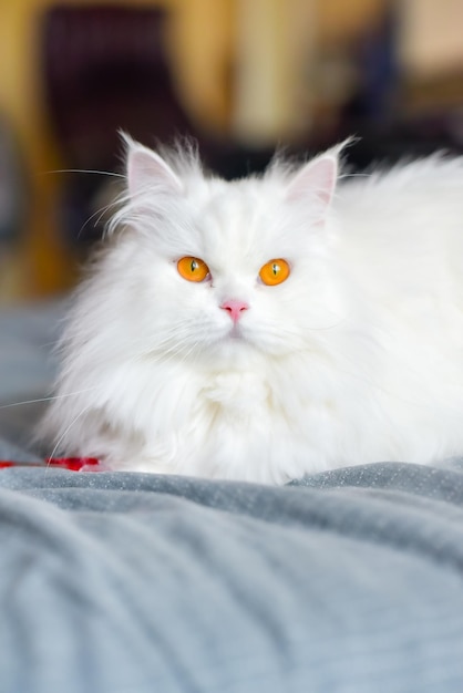 Cute persian cat lying on the bed under sunlight