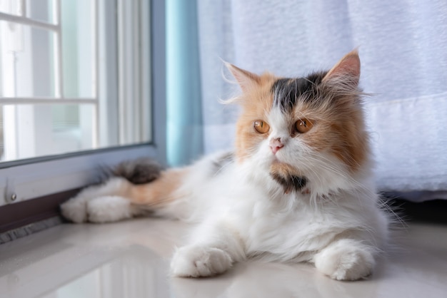 Cute Persian cat with three colors lying on the floor