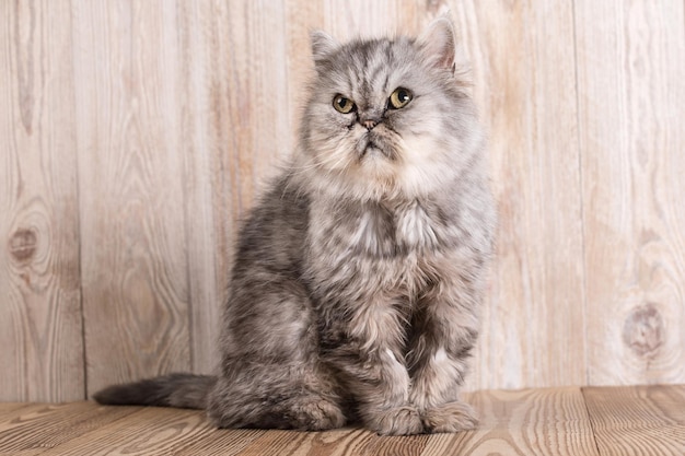 写真 かわいいペルシャの灰色の子猫