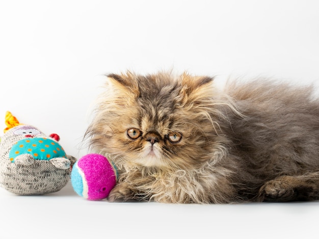 Cute persian kitten on white background