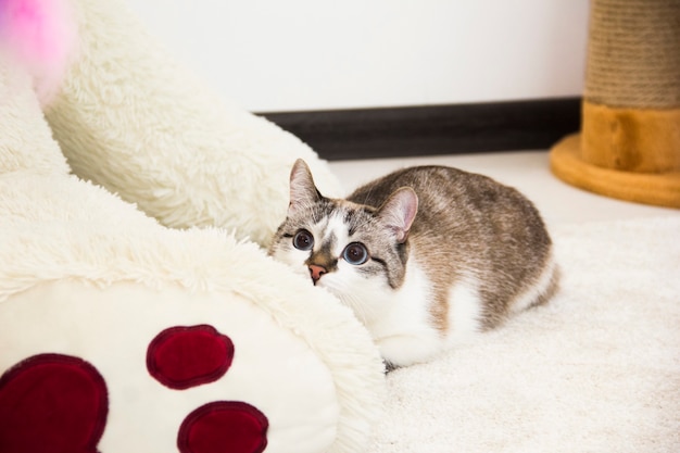かわいいペットの猫が、毛布に包まれた穴のある段ボール箱の中に巣の中に横たわっています。