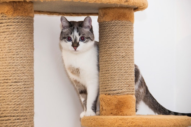 Un simpatico gatto da compagnia si sdraia nel suo nido all'interno di una scatola di cartone con un buco avvolto in una coperta