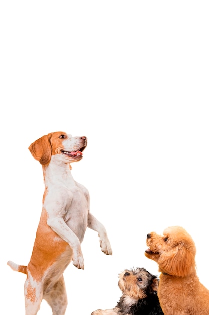 cute pet collage isolated