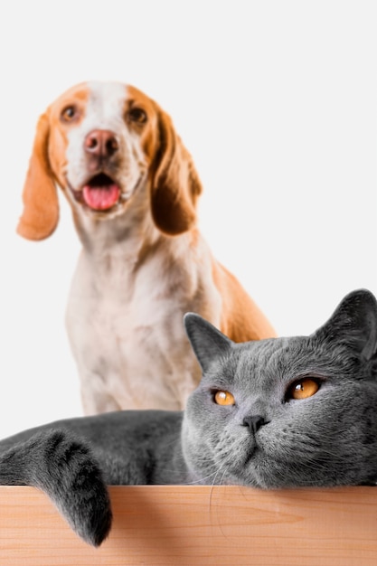 Cute pet collage isolated