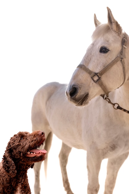 Photo cute pet collage isolated