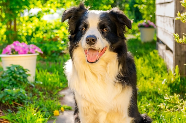 花の近くで休んでいる変な顔を持つ庭の屋外の子犬の犬に座っているかわいいペットの犬のボーダーコリー