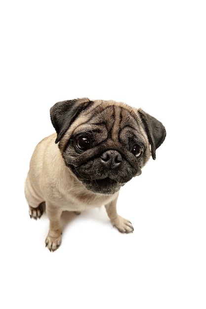 Cute pet dog pug breed sitting and smile with happiness feeling so funny and making serious face. Purebred and smart dog isolated on white background. The friendly concept