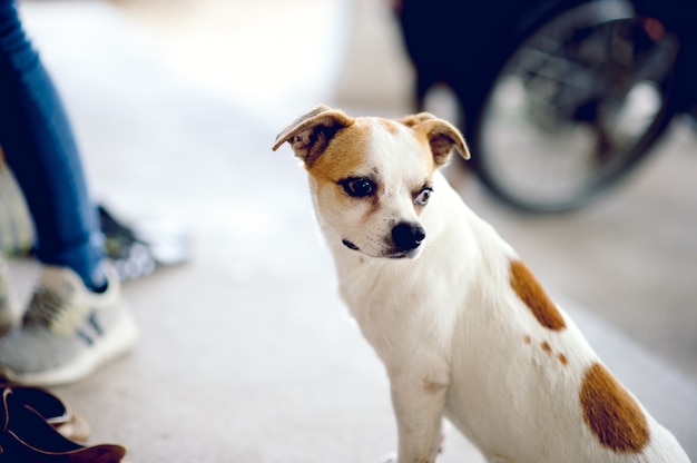 かわいいペットの犬の白ボスが家に帰るのを待ちます。私は昼間に家の前に座っています。