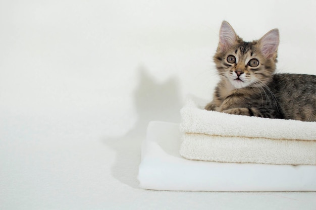 Cute pet kitten lying on a white towel on a white background. The concept of love and care for animals. A sign for pet stores.