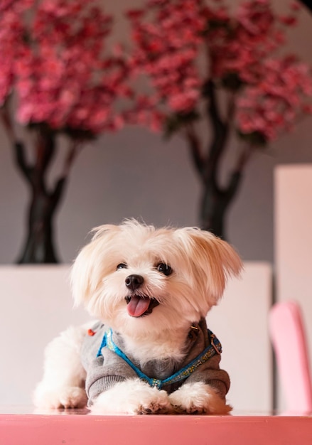 cute pet on table