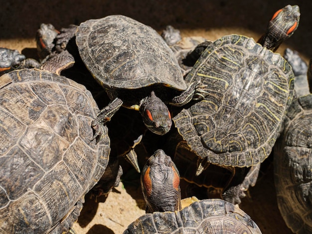 Cute pet turtles in nature