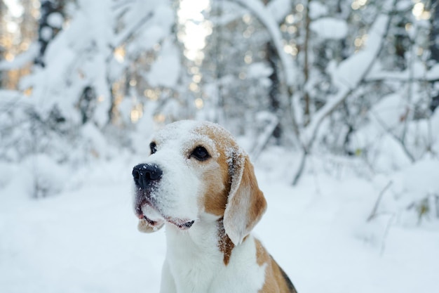 Cute pet walking outdoors in winter