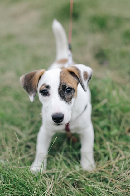 Cute pets looking at the viewer in the photo Close frame