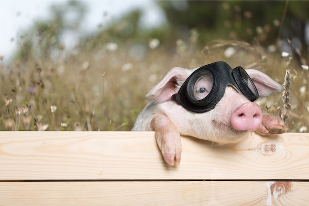 Photo cute piglet animal in aviator glasses hanging on a fence