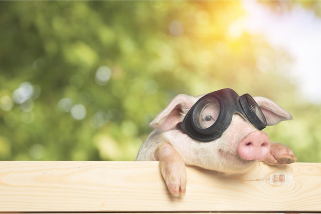 Cute piglet animal in aviator glasses hanging