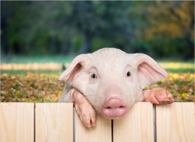 Photo cute piglet animal hanging on a fence