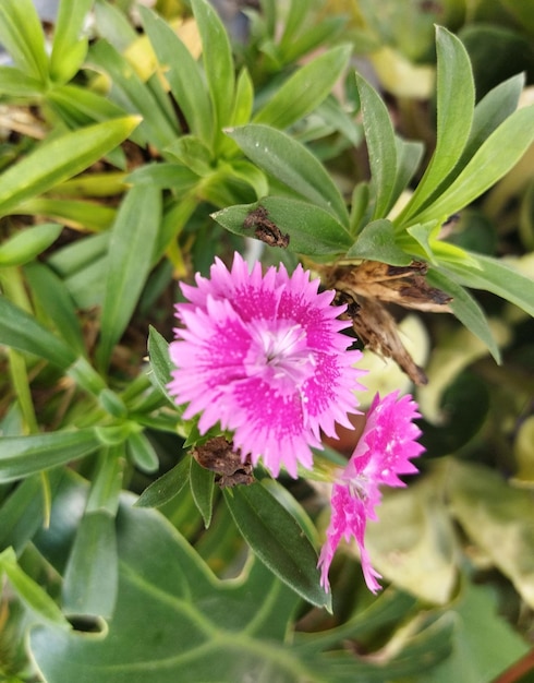 CUTE PINK FLOWER