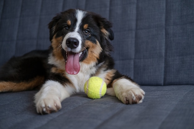 かわいい遊び心のあるオーストラリアンシェパードの3色の子犬の犬がソファにボールを持って横たわっています。遊びたい。カメラを見てください。ペットフレンドリーでケアのコンセプト。