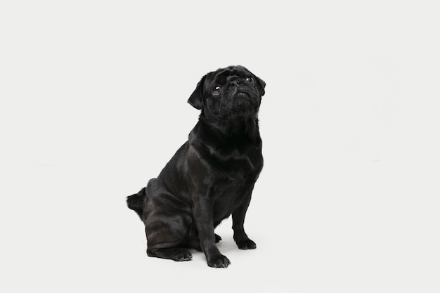 Cute playful black pug dog