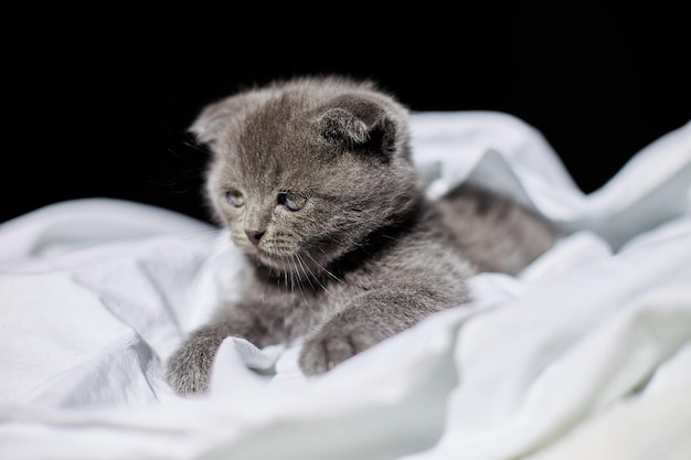 Милый игривый британский серый котенок на кровати дома забавный кот