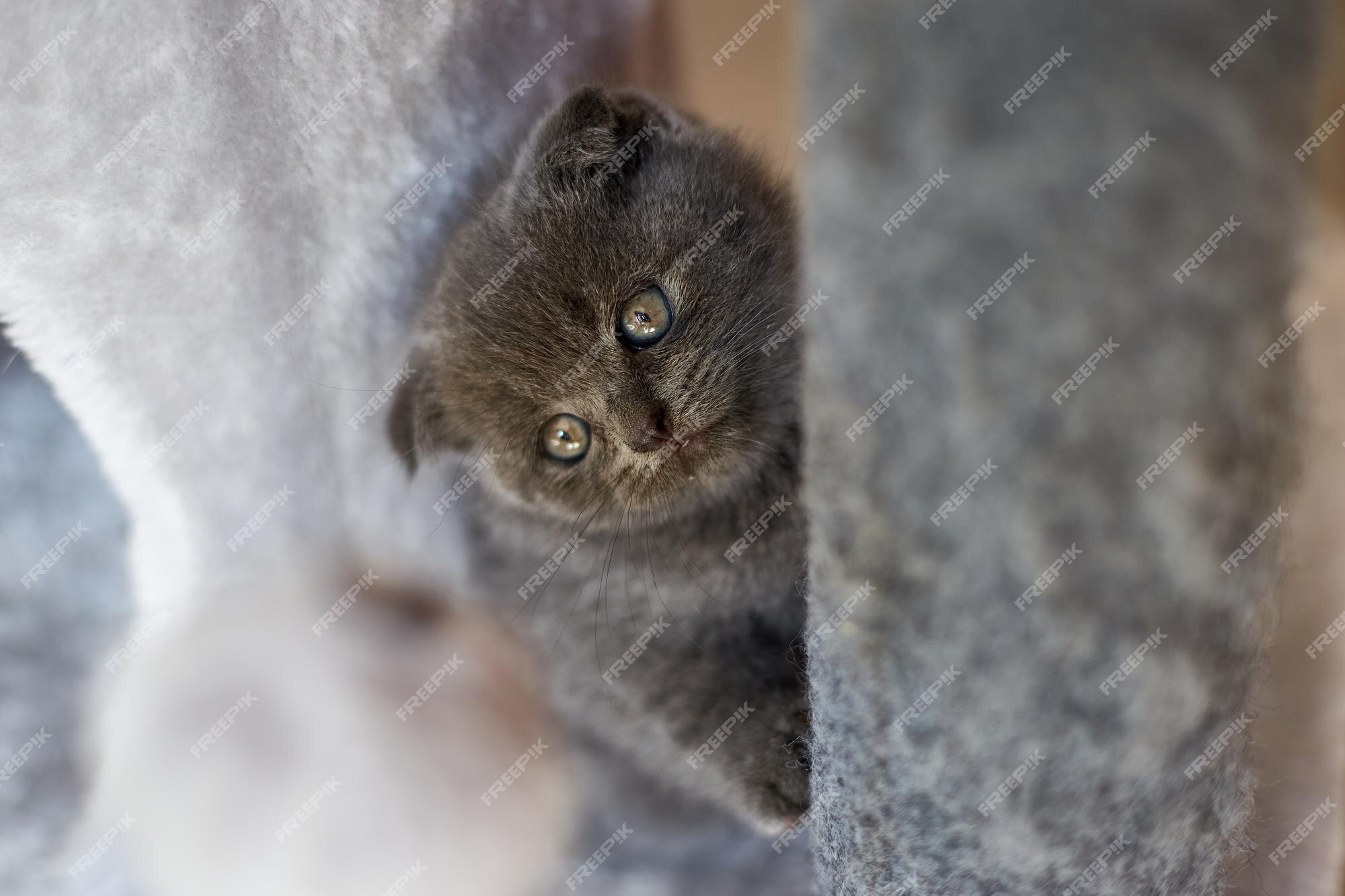 Premium Photo | Cute playful british gray kitten playing on furniture scratching deterrent tree at home scratcher posts funny cat love animals pet Premium Photo | Cute playful british gray kitten playing on furniture scratching deterrent tree at home scratcher posts funny cat love animals pet