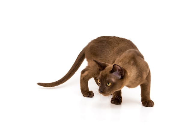 Cute playful kitten of chocolate color Burmese breed.