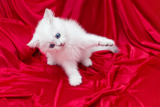 Cute playful white kitten with blue eyes