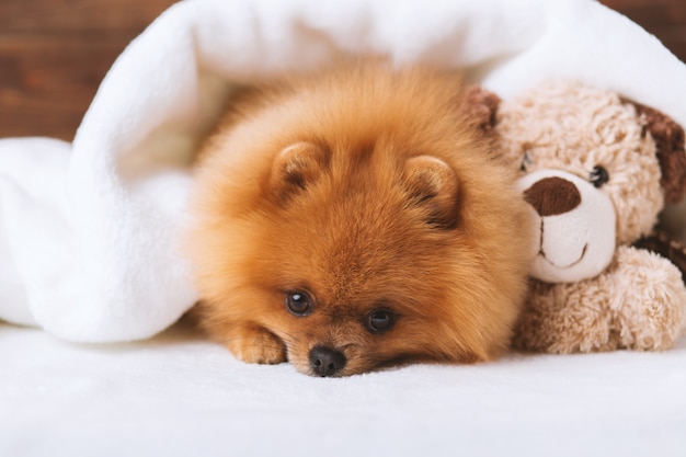 Cute pomeranian dog. Best friends