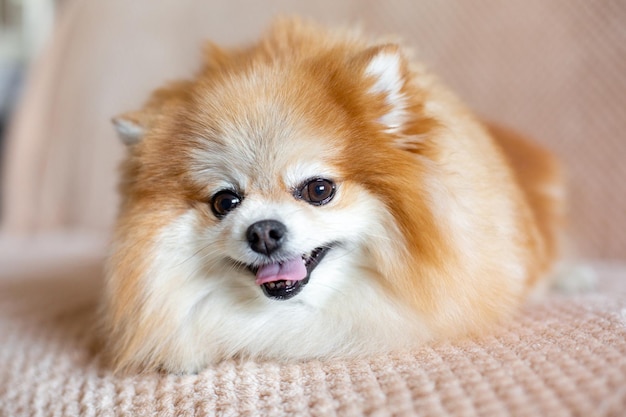 Photo cute pomeranian dog lies on the bed in the room funny little fluffy pet