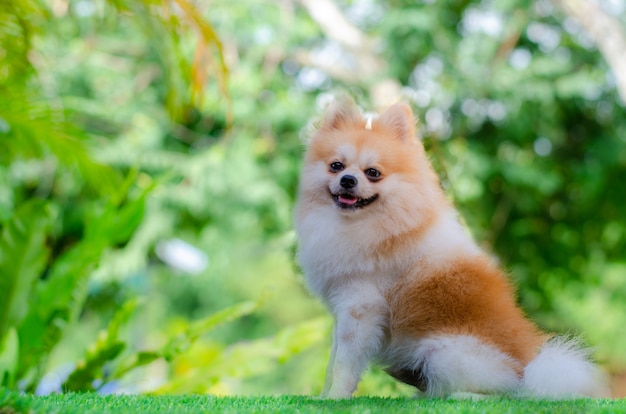 写真 かわいいポメラニアン犬は緑の芝生でリラックス、